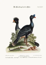 The Curasso-Bird, and the Cushew-Bird, 1749-73